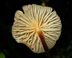 Marasmius congregatus