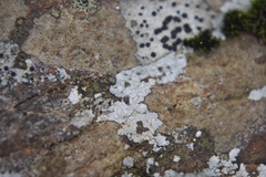 Trapelia placodioides