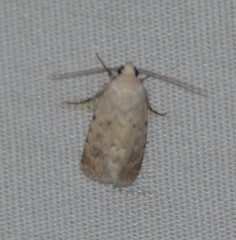 Leucocnemis perfundis