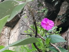 Mirabilis viscosa