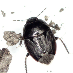 Macroscytus