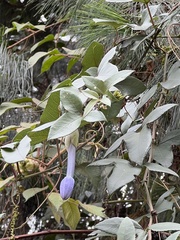 Passiflora cumbalensis