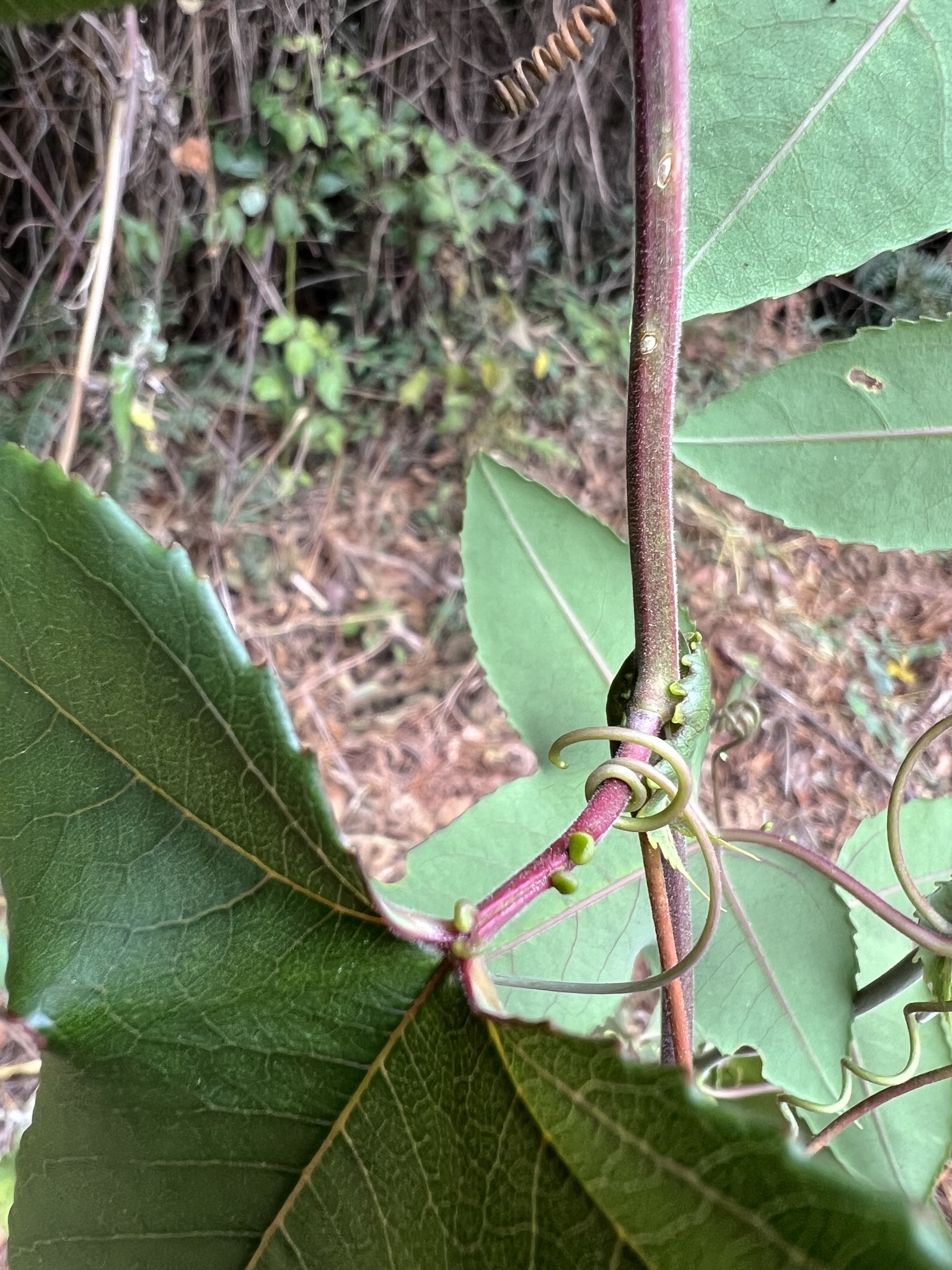 Passiflora cumbalensis image