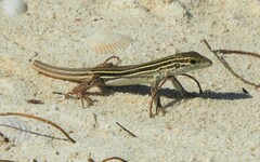 Aspidoscelis angusticeps