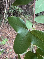 Passiflora cumbalensis