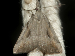 Phrixocomes ophiucha