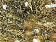 Aspidoscelis angusticeps