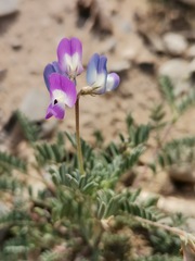 Astragalus nuttallianus