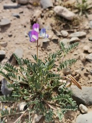 Astragalus nuttallianus