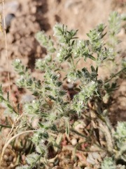 Cryptantha crassisepala