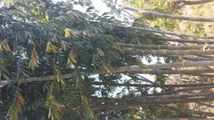 Dendrocalamus giganteus