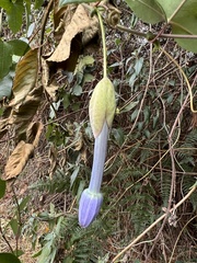 Passiflora cumbalensis