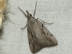 Phrixocomes ophiucha