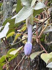 Passiflora cumbalensis