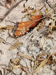 Danaus gilippus
