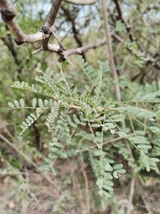Eysenhardtia texana