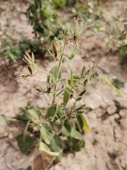 Ruellia occidentalis