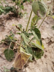 Ruellia occidentalis