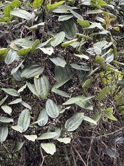 Passiflora monadelpha