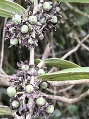 Passiflora monadelpha