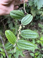 Passiflora monadelpha