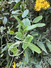 Passiflora monadelpha