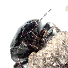 Macroscytus