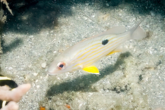 Lutjanus synagris