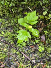 Calceolaria tripartita