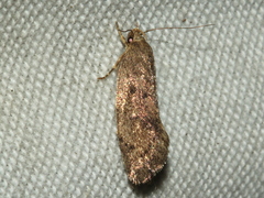 Syncometes vilis
