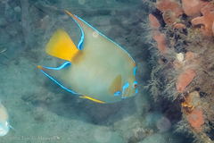 Holacanthus ciliaris