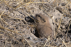 Sijin Pika photo 2