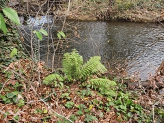 Woodwardia fimbriata