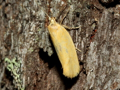 Telocharacta hemicroca