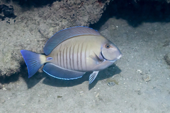 Acanthurus chirurgus