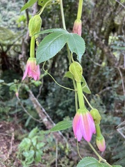 Passiflora tarminiana