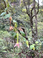 Passiflora tarminiana