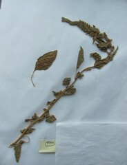 Amaranthus hybridus