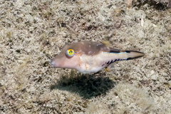 Canthigaster rostrata