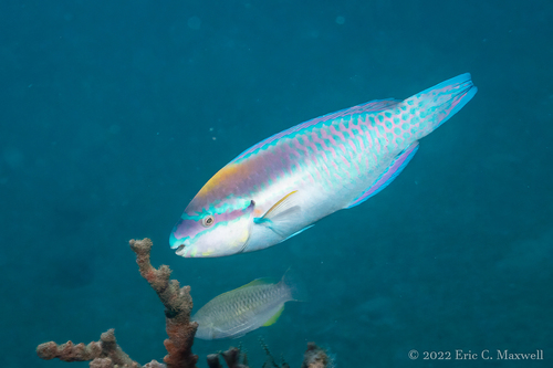 Striped Parrotfish