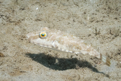 Sphoeroides spengleri