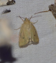 Heliocheilus paradoxus