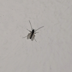 Insecta