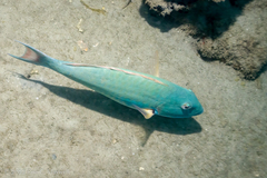 Sparisoma chrysopterum