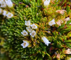Schizacme archeri