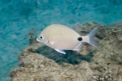 Diplodus caudimacula