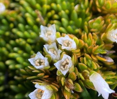 Schizacme archeri