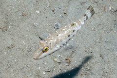 Sphoeroides spengleri