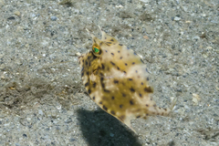 Acanthostracion quadricornis