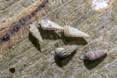 Cerithium atratum